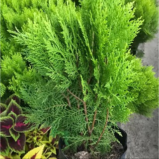 Cây trắc bách diệp - caykiengsadec