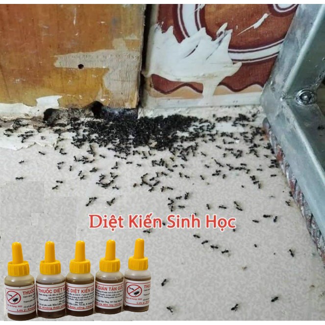 Thuốc diệt kiến gián sinh học thuốc diệt tận gốc dạng nhỏ giọt không mùi, diệt côn trùng thành phần sinh học