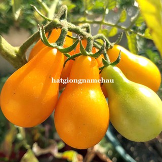 30H - HẠT GIỐNG CÀ CHUA CHERRY LÊ VÀNG