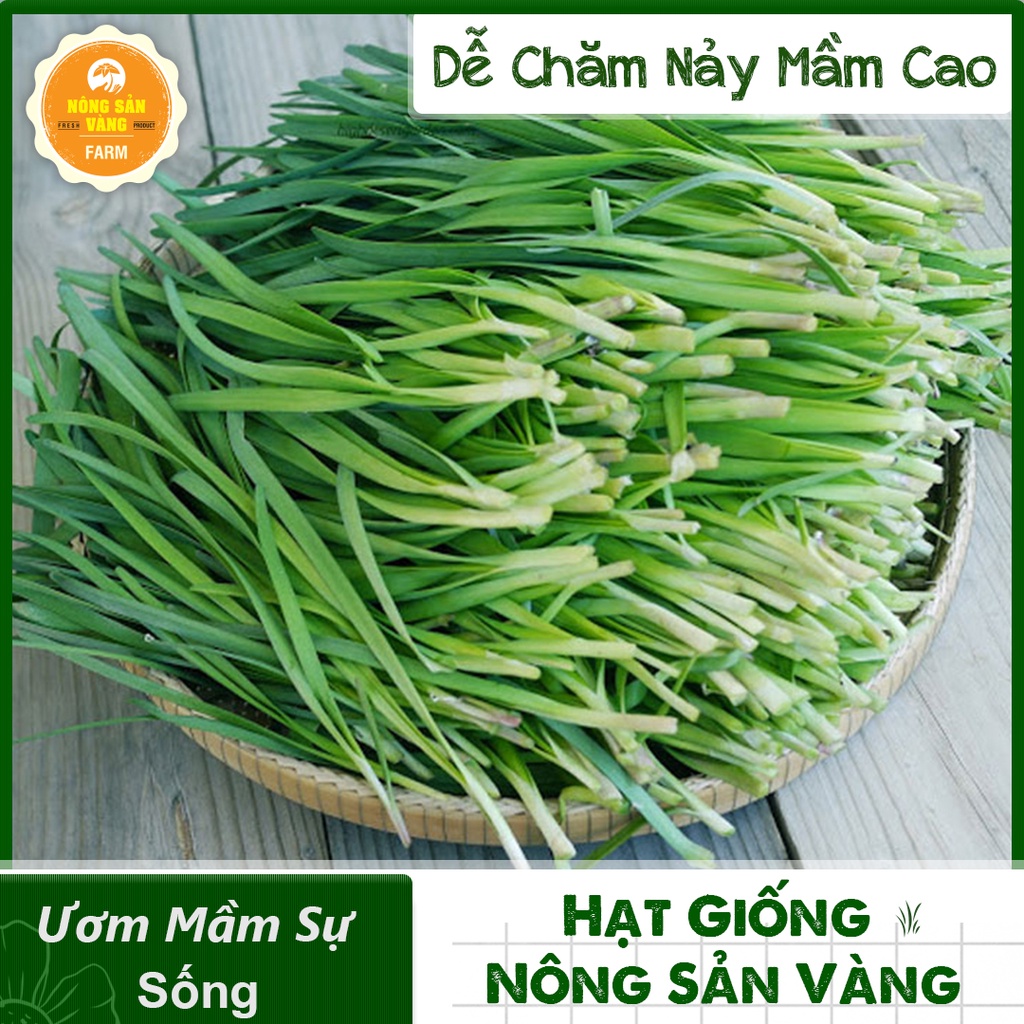 Hạt giống Rau Hẹ Ta ( Gói 1 Gram ) - Nông Sản Vàng