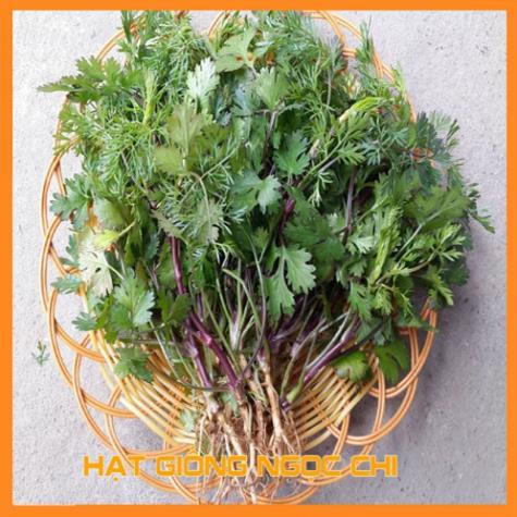 Hạt Giống Rau Mùi Cồn Tía lá nhuyễn cao sản (Rau Thơm, Gia Vị)