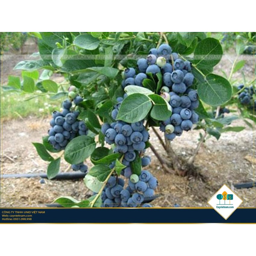 Cây việt quất đang có hoa và quả