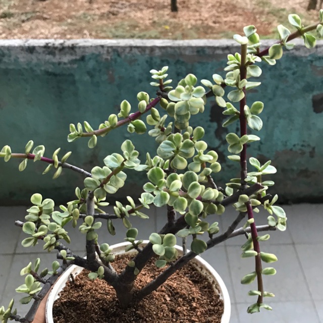 Lô sen Dolla gốc thụ
