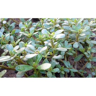 Hạt Giống Rau Sam 2G Tâm Nông