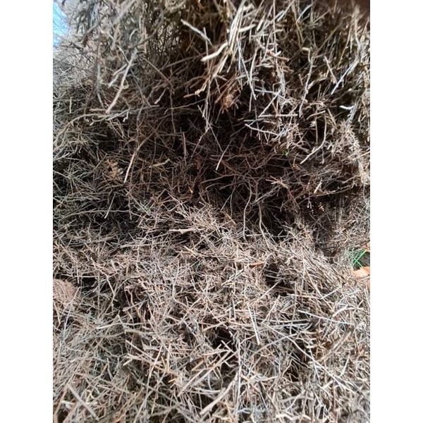 1kg dớn cọng trồng lan