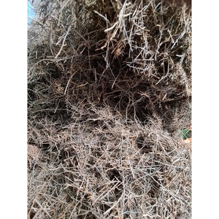 1kg dớn cọng trồng lan