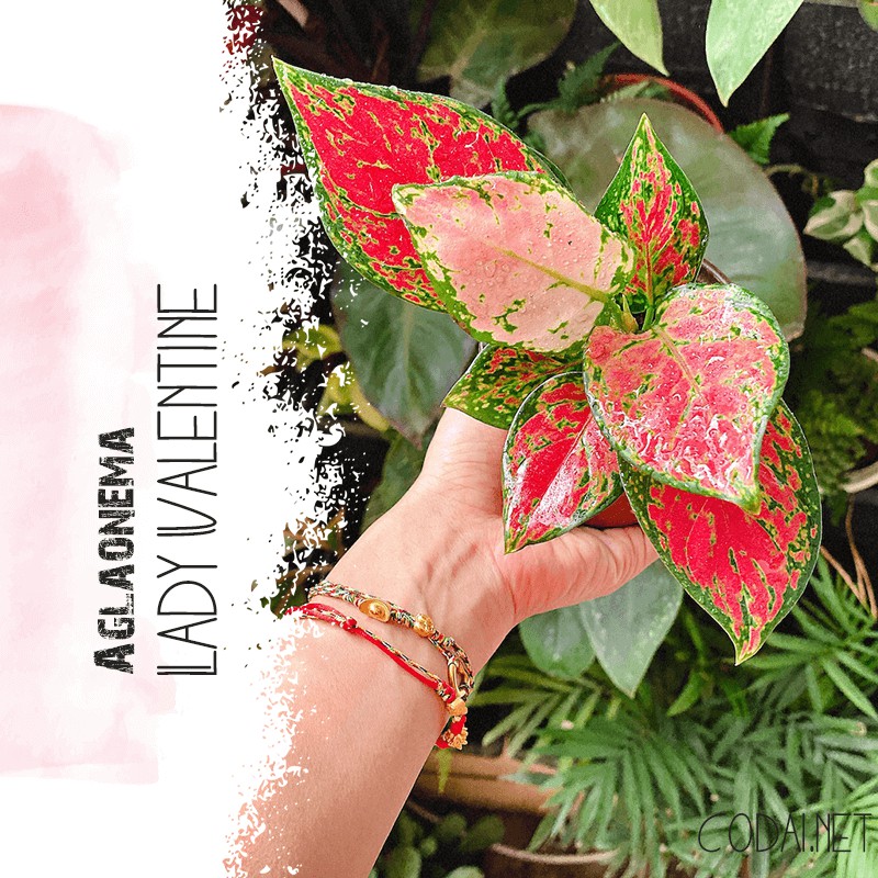 Cây Aglaonema Lady Valentine (Như Ý Hoàng Hậu Valentine) chậu nhựa