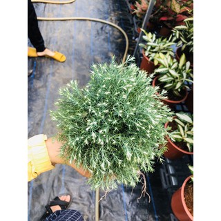 chậu cây tùng bồng lai