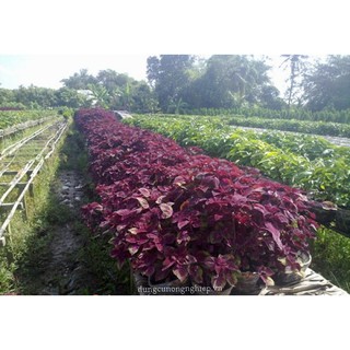 Hạt Giống Rau Tía Tô (2,5 Gr) - Dinh Dưỡng, Năng Suất Cao - MUA 3 TẶNG 1 CÙNG LOẠI