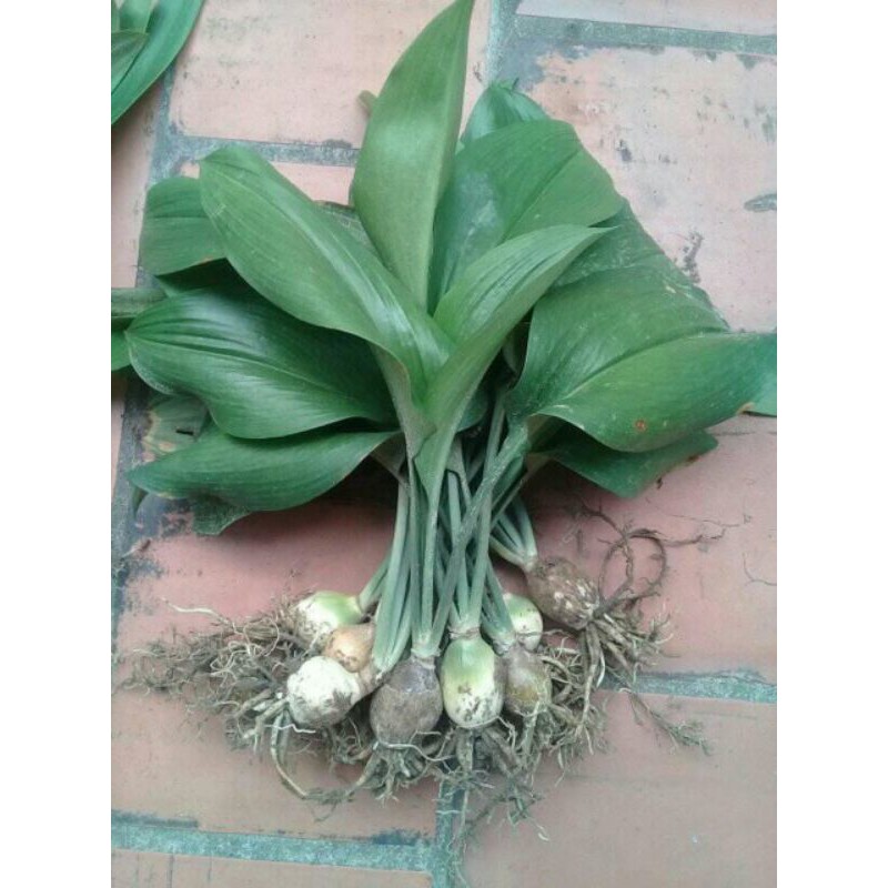 Củ hoa ngọc trâm