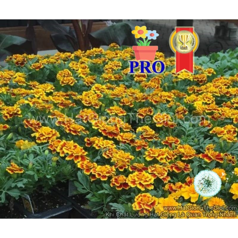 10h Hạt Giống Hoa Cúc Vạn Thọ Ban Mai F1Pro 30CM TG169 (TL| -KD: B56*M197)