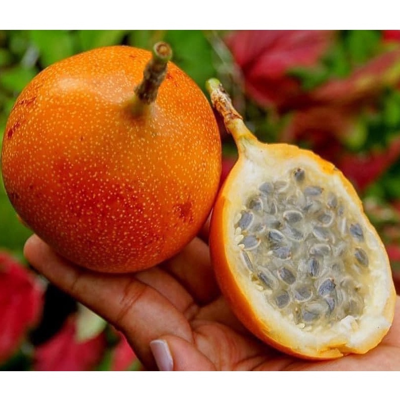 5h Hạt Giống Chanh Dây Vàng Peru siêu Ngọt - Tặng thuốc kích hạt nảy mầm nhanh chóng + Hướng dương siêu Lùn