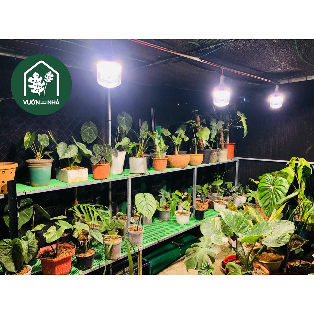 Đèn Led trồng cây Rạng Đông 50W 220V có UV, đèn quang hợp cho cây trong nhà, kích thích tăng trưởng