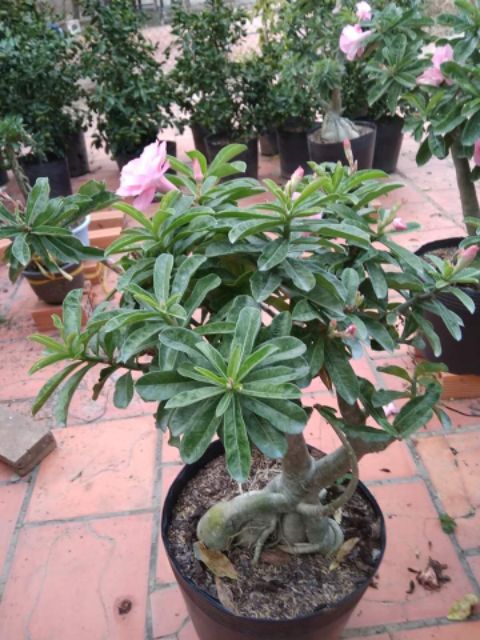 Cây Sứ Kỳ Duyên... đang hoa