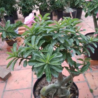 Cây 🌲 Sứ Kỳ Duyên...(2 năm tuổi) đang hoa