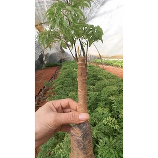 Cây Giống Đinh Lăng Lá Nếp