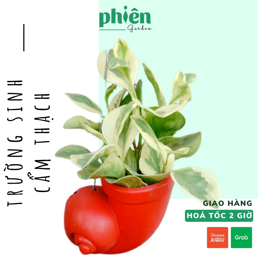 Cây Trường Sinh Cẩm Thạch để bàn kèm chậu gốm tráng men