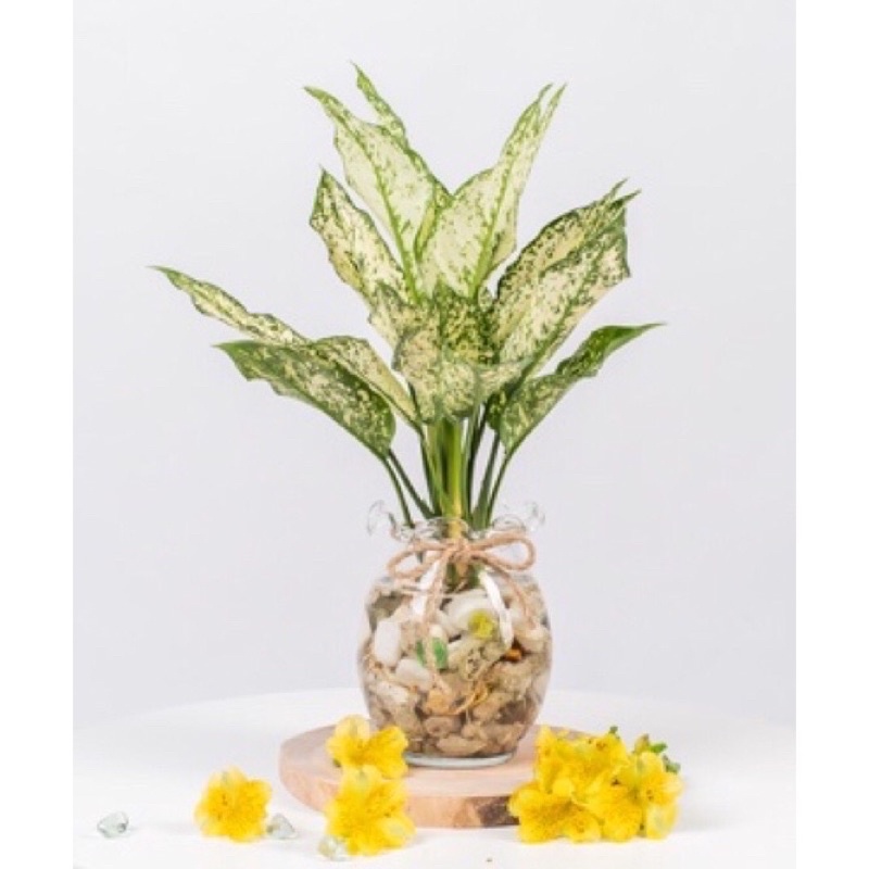 Ngọc ngân thủy sinh mang lại may mắn- bổng lộc (cây cao 20-25cm₫