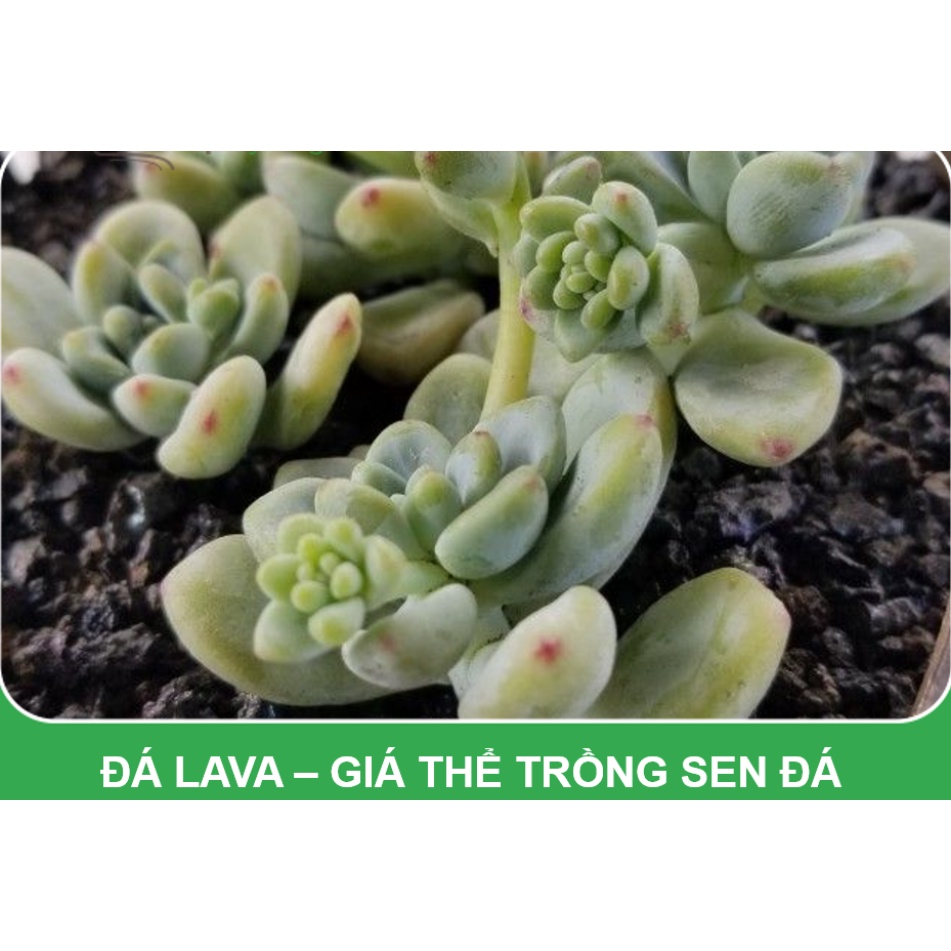 Đá nham thạch Lava đỏ 3-6mm  - dùng làm giá thể trồng cây xương rồng, sen đá, phân nền cho bể thủy sinh cá cảnh