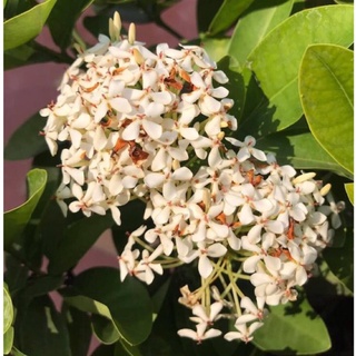 (1 chậu) Cây bông trang trắng lá trung (hoa mẫu đơn) - cây khỏe