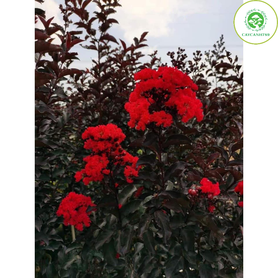 Cây Tường Vi Huyết Long Cao 50 - 60 Cm Đang Hoa
