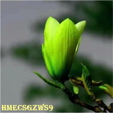 Hạt giống hoa mộc lan Đỏ Vàng Trắng tím đễ trồng nảy mầm cực nhanh 30h
