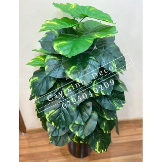 Cây trầu bà cao cấp 110cm
