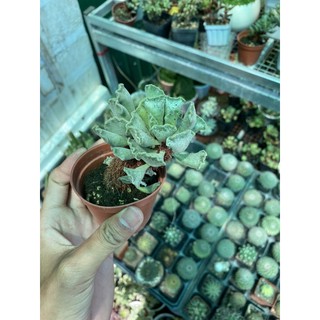 sen đá hải cẩu (hàng xịn)