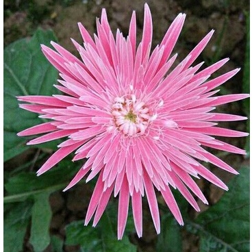 Hạt giống hoa Đồng Tiền Kép 30 Hạt Outsidepride Gerbera Daisy Flower Seed Plant Mix