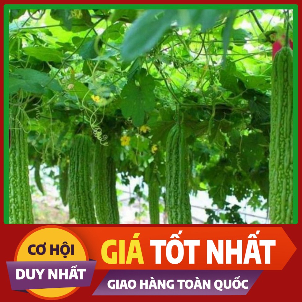 Hạt giống Mướp Đắng trái dài