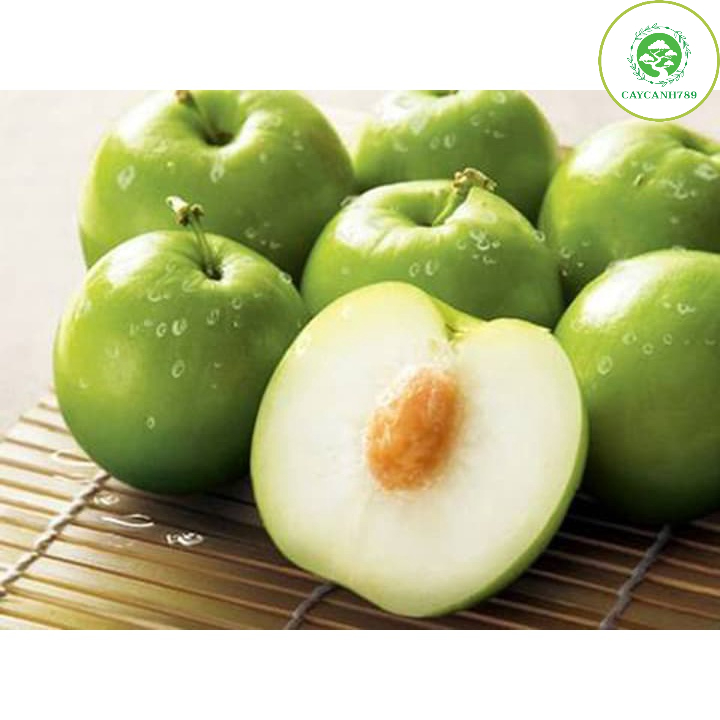 Cây táo thái giống chịu nhiệt,hạn,mặn tốt