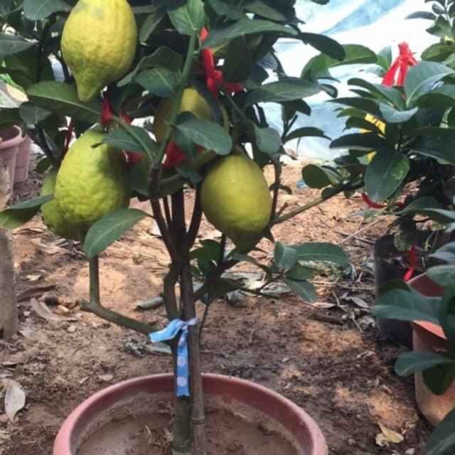 Cây chanh vàng mĩ giống