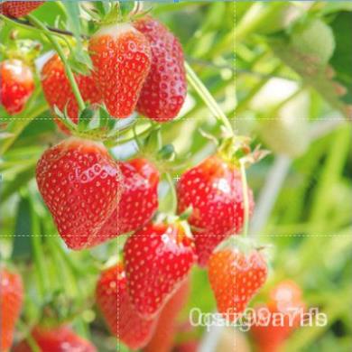 Hạt giống dâu tây siêu quả 100h SHOP MỚI KHYẾN MẠI GIÁNG SINH