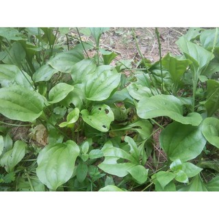 Cây mã đề tươi - gói 1kg (freeship)