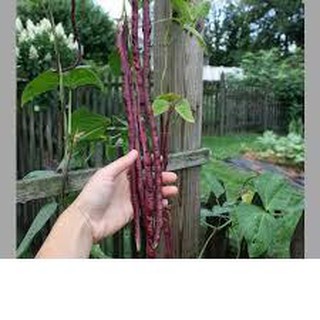 Hạt Giống Đậu Đũa Tím Năng Suất Cao Gói 10gr