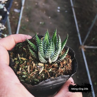 SEN ĐÁ MÓNG RỒNG VIỀN TRẮNG