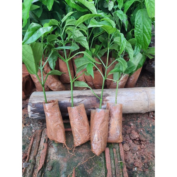 Cây giống Dạ Ngọc Minh Châu cao 15.20cm ảnh cuối