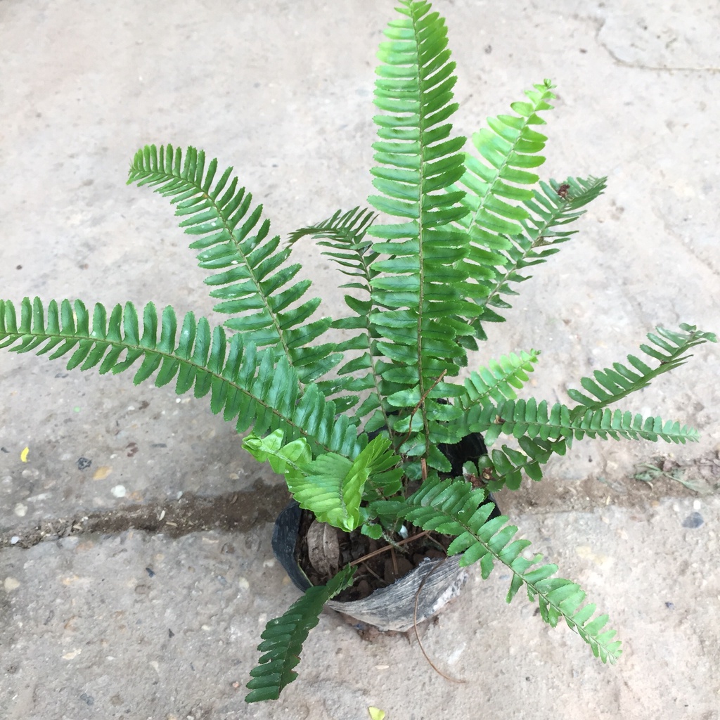 Cây dương xỉ thanh lọc không khí, Cao 20cm bụi to cây xanh mướt lá me bắt mắt sức sống mãnh liệt hợp trang trí nội thất