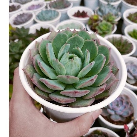 Sen đá BÁNH BAO LỬA - Siêu cưng - Size trung - Vườn Đà Lạt