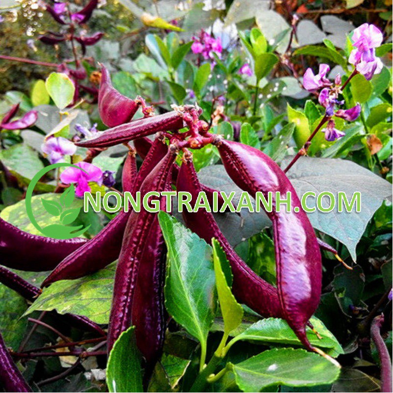 20H - HẠT GIỐNG ĐẬU VÁN TÍM