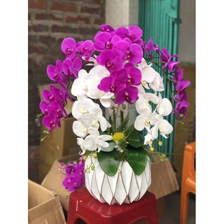 Bình lan hồ điệp cao su cao cấp bình composite
