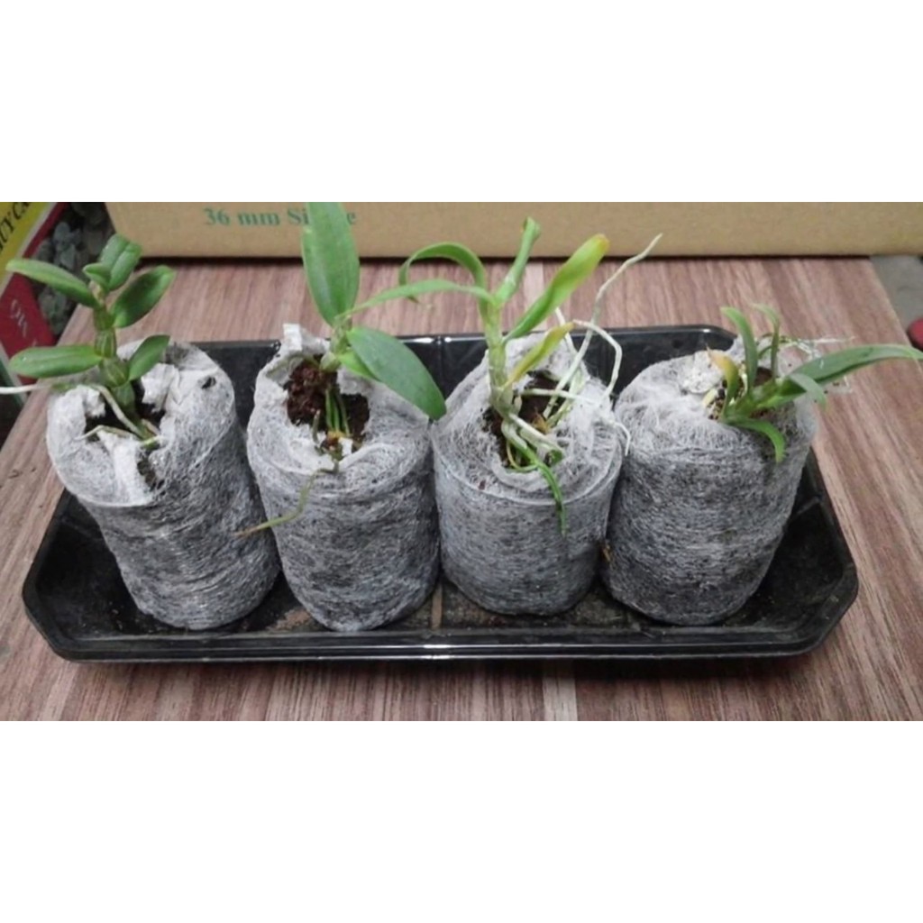 Bộ 100 viên nén ươm hạt xơ dừa hữu cơ trồng rau, dâu tây, thủy canh (đk 4cm x cao 1cm)