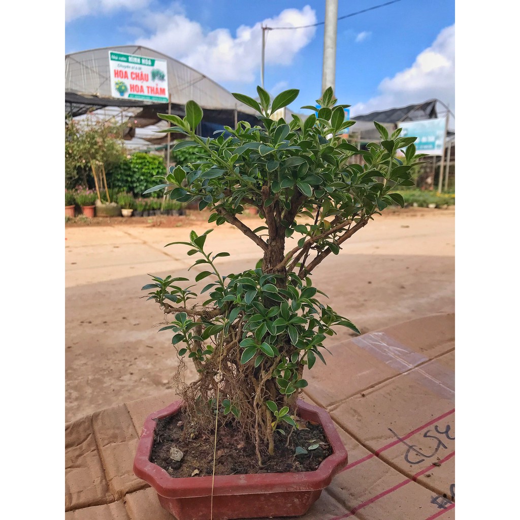 Cây bạch tuyết mai dáng bonsai cao 20cm cây nhiều dáng độc đáo nhiều lá xum xuê, cây phong thuỷ trồng để bàn