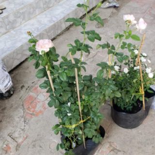 Hồng leo  Mon couer (tặng kèm phân bón)