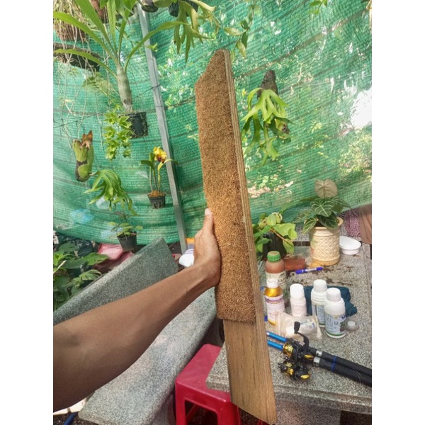 Trụ sơ dừa dạng bảng gỗ siêu bền, thích hợp dây leo