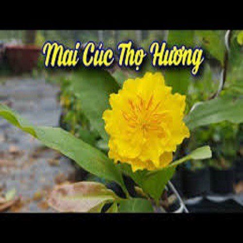 CÂY GIỐNG MAI VÀNG CÚC THỌ HƯƠNG