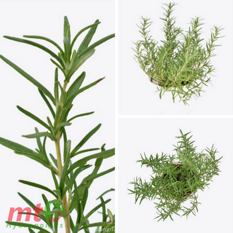 Cây Hương Thảo Rosemary - Gia vị thảo dược tốt cho sức khỏe