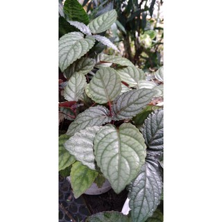 Cây bán tự cảnh( Trà Dr Thanh)