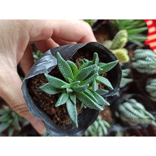 Sen đá cỏ ngọc lá trơn và cỏ ngọc sừng (Đọc mô tả)