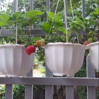 - chậu treo bí kèm quai màu trắng 22cm hàng cty, loại 1.
